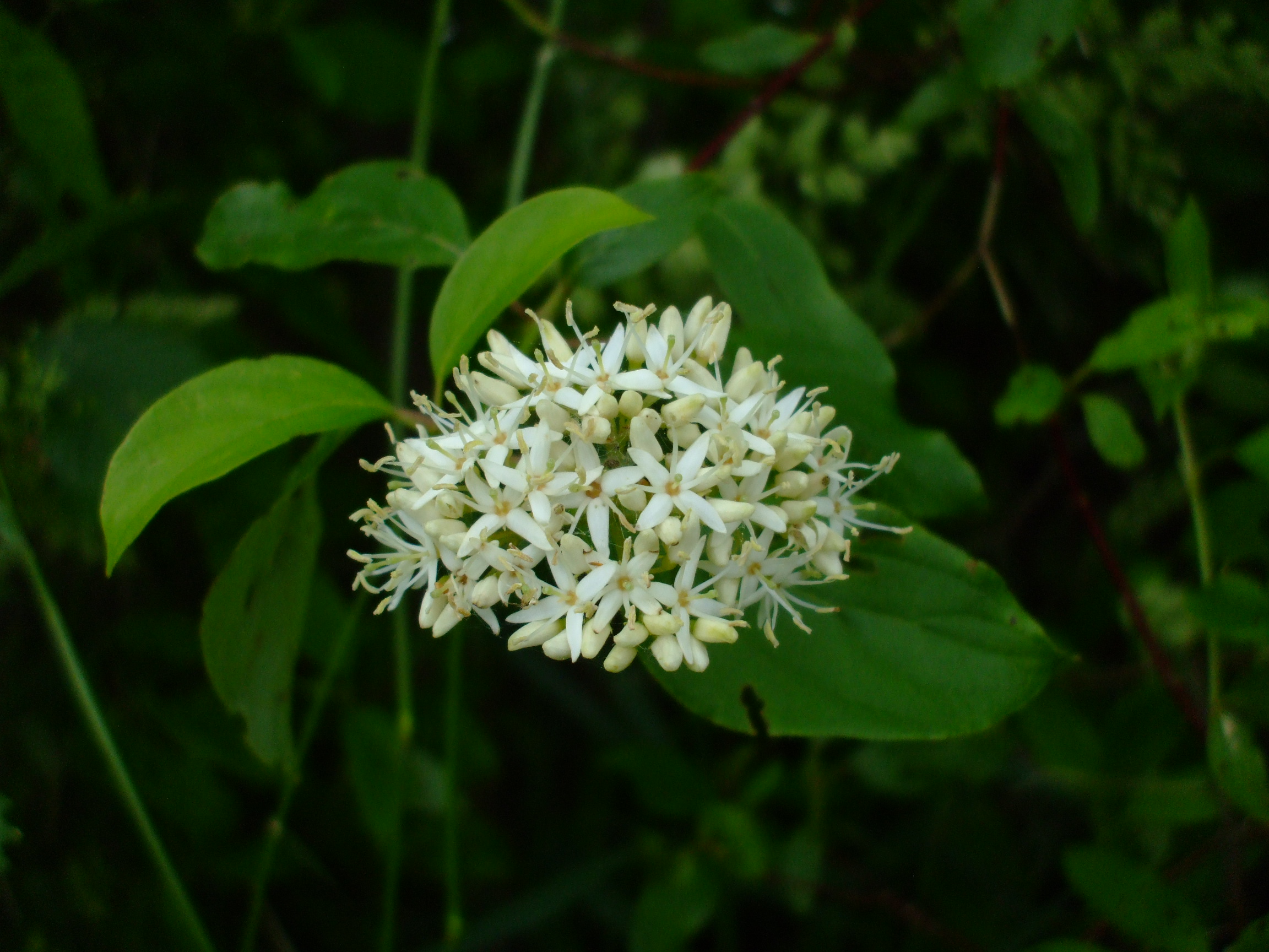 Cornus amomum